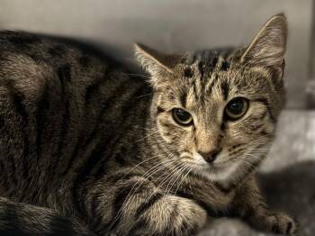 Tabby Cats Available for Adoption in Powell, Ohio - Guinevere | PetCurious