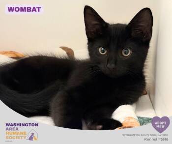 Wombat -  Domestic Short Hair Cat for Adoption in Eighty Four, Pennsylvania - Wombat | PetCurious