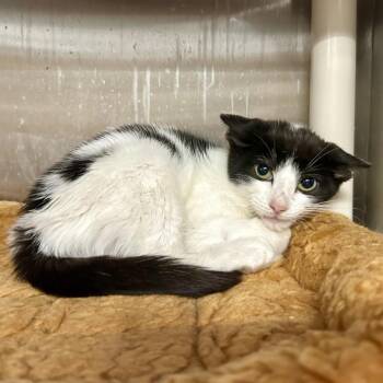 Clyde -  Domestic Short Hair Cat for Adoption in Long Beach, California - Clyde | PetCurious