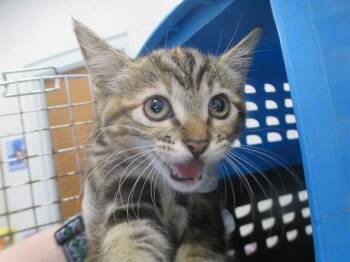 SHERAH -  Domestic Short Hair Cat for Adoption in Ocala, Florida - SHERAH | PetCurious