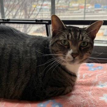 Domestic Short Hair Cats Available for Adoption - Quesarito | PetCurious
