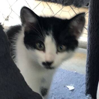 Rescue Domestic Short Hair Cats for Adoption in Rochester, Minnesota - Dolly | PetCurious