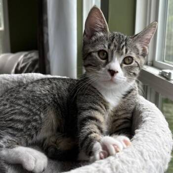 Lexi -  Domestic Short Hair Cat for Adoption in Catonsville, Maryland - Lexi | PetCurious