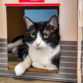 Zora -  Domestic Short Hair Cat for Adoption in Houston, Texas - Zora | PetCurious