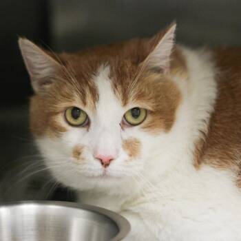 Domestic Short Hair Cats Available for Adoption in Versailles, Kentucky - Bart | PetCurious