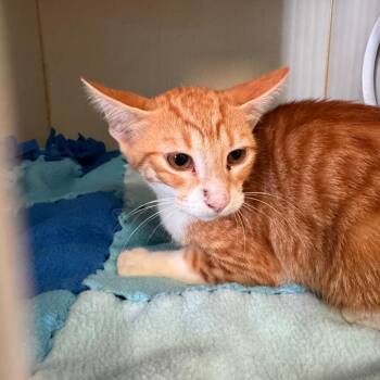 Buttercup -  Domestic Short Hair Cat for Adoption in Lake Jackson, Texas - Buttercup | PetCurious