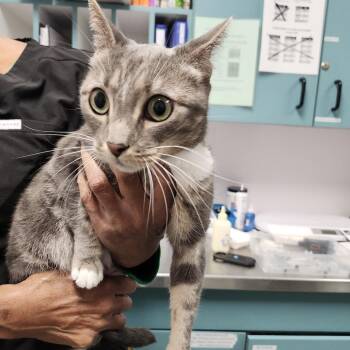 Pittsburgh -  Domestic Short Hair Cat for Adoption in Tampa, Florida - Pittsburgh | PetCurious