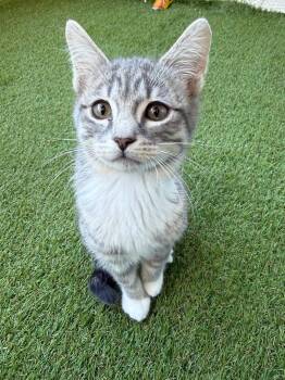 Domestic Short Hair Cats Available for Adoption - Melchor | PetCurious