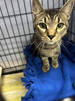 Rescue Domestic Short Hair and Tiger Cats for Adoption - Keif | PetCurious