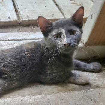 Holly -  Dilute Tortoiseshell and Domestic Short Hair Cat for Adoption in Columbia, South Carolina - Holly | PetCurious