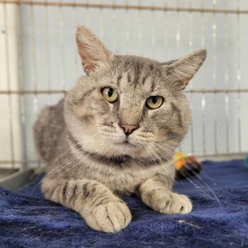 Robert -  Domestic Short Hair Cat for Adoption in Duncan, Oklahoma - Robert | PetCurious