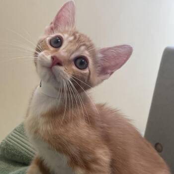 Harold -  Domestic Short Hair Cat for Adoption in Pasadena, California - Harold | PetCurious