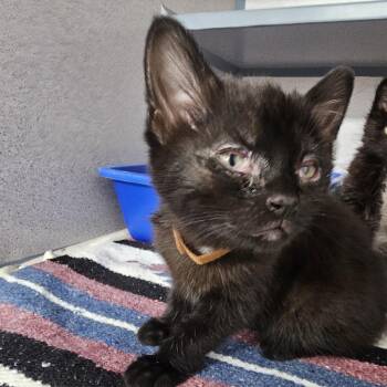 Domestic Short Hair Cats Available for Adoption in Evansville, Indiana - Pina Colada | PetCurious
