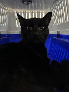 Domestic Short Hair Cats Available for Adoption in Montreal, Quebec - Rhubarb | PetCurious