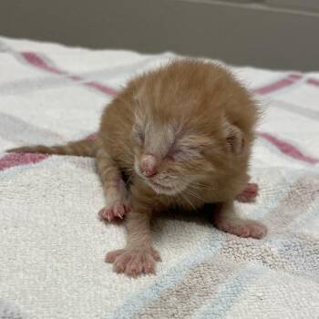 Coral -  Domestic Short Hair Cat for Adoption in Bristol, Indiana - Coral | PetCurious