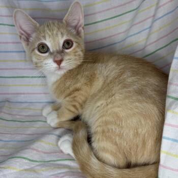 Ritz -  Domestic Short Hair and American Shorthair Cat for Adoption in Mount Vernon, Illinois - Ritz | PetCurious