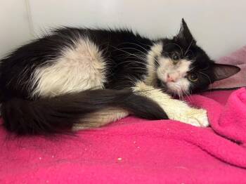 June -  Domestic Medium Hair Cat for Adoption in Delson, Quebec - June | PetCurious