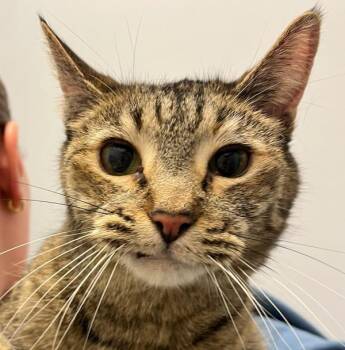 Domestic Short Hair Cats Available for Adoption in Golden, Colorado - Jen | PetCurious