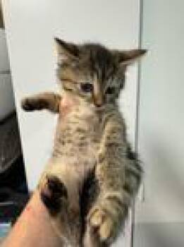 Kaia -  Domestic Short Hair Cat for Adoption in Chico, California - Kaia | PetCurious