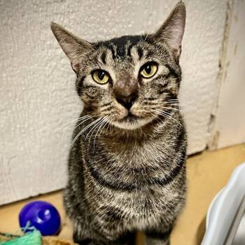 Rescue Domestic Short Hair Cats for Adoption in Tulsa, Oklahoma - Hamish | PetCurious