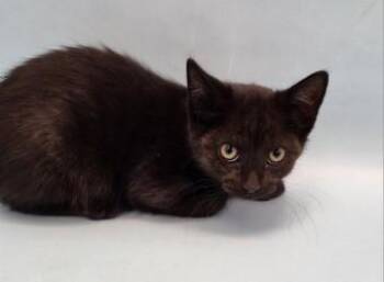 Marianne -  Domestic Short Hair Cat for Adoption in Golden Valley, Minnesota - Marianne | PetCurious
