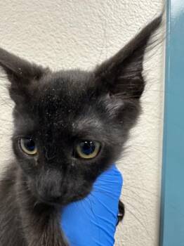 MOSES -  Domestic Short Hair Cat for Adoption in Las Vegas, Nevada - MOSES | PetCurious