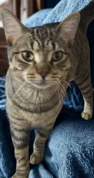 Rescue Tabby and Bengal Cats for Adoption in Fort Erie, Ontario - Tom | PetCurious