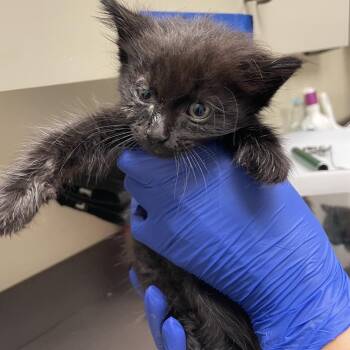Chip -  Domestic Short Hair Cat for Adoption in Columbus, Georgia - Chip | PetCurious