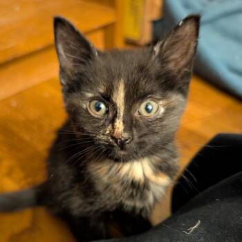 Natasha -  Domestic Short Hair Cat for Adoption in Lexington, Kentucky - Natasha | PetCurious