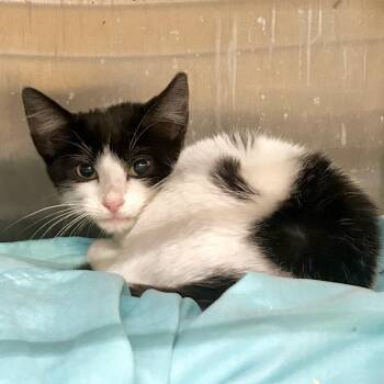 Clyde* -  Domestic Short Hair Cat for Adoption in San Gabriel, California - Clyde* | PetCurious