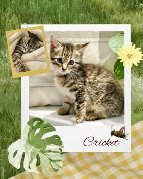Domestic Short Hair Cats Available for Adoption in Battle Creek, Michigan - Cricket | PetCurious