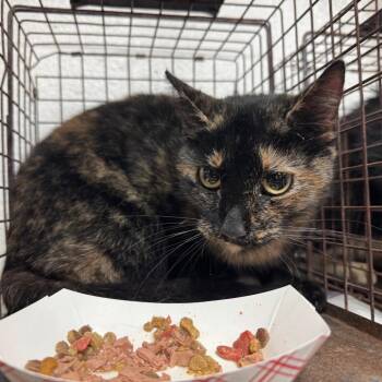 Domestic Short Hair Cats Available for Adoption in Edinburg, Texas - Rhea(Reah) | PetCurious