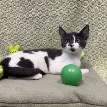 Komodo -  Domestic Short Hair Cat for Adoption in Bear, Delaware - Komodo | PetCurious