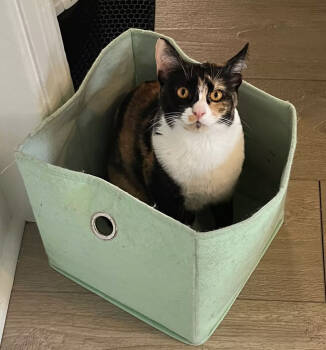 Rescue Domestic Short Hair Cats for Adoption in Los Angeles, California - Cat Stevens | PetCurious