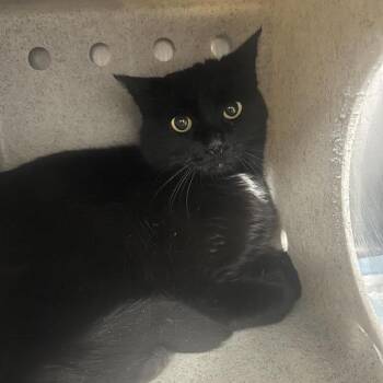 Vincenza -  Domestic Short Hair Cat for Adoption in Salt Lake City, Utah - Vincenza | PetCurious