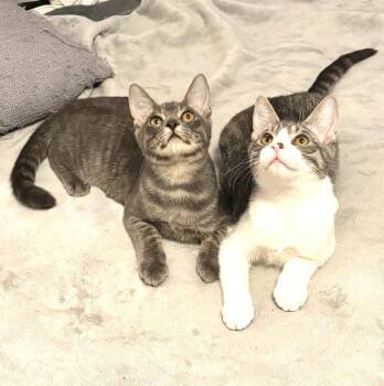 Rufus and Owen (Bonded Pair) -  Domestic Short Hair Cat for Adoption in Pasco, Washington - Rufus And Owen (Bonded Pair) | PetCurious