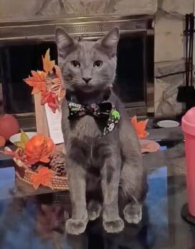 Stormy -  Domestic Short Hair and Russian Blue Cat for Adoption in San Juan Capistrano, California - Stormy | PetCurious