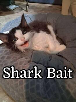 Domestic Medium Hair Cats Available for Adoption in Hillsboro, Ohio - Shark Bait | PetCurious