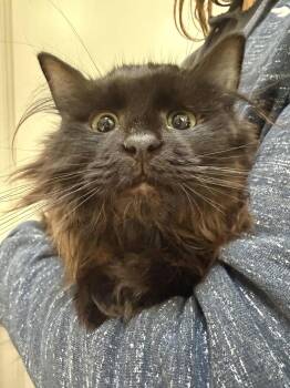Domestic Short Hair Cats Available for Adoption in Rockaway, New Jersey - Poppy KITTEN | PetCurious