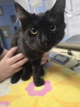 Metal -  Domestic Medium Hair and Domestic Short Hair Cat for Adoption in Roseville, California - Metal | PetCurious