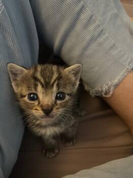 Archer -  Domestic Short Hair Cat Available for Adoption in Huntington Beach, California - Archer | PetCurious