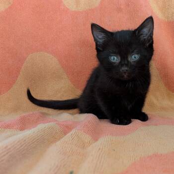 Cedar -  Domestic Short Hair Cat for Adoption in Portland, Oregon - Cedar | PetCurious