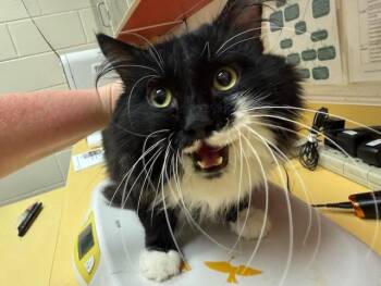 TOMMY -  Domestic Long Hair Cat for Adoption in Colorado Springs, Colorado - TOMMY | PetCurious