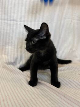 Rescue Domestic Short Hair Cats for Adoption in Newberg, Oregon - Octavius | PetCurious