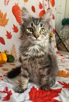Nightshade -  Domestic Long Hair Cat for Adoption in Milton, Delaware - Nightshade | PetCurious