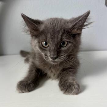 Emmitt -  American Shorthair Cat for Adoption in Freeport, Florida - Emmitt | PetCurious