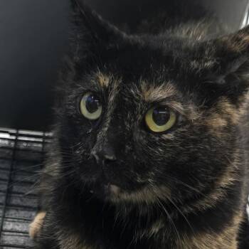 Mamasan -  Domestic Short Hair Cat for Adoption in Montgomery, Alabama - Mamasan | PetCurious