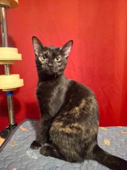 Dusty -  Domestic Short Hair Cat for Adoption in San Antonio, Texas - Dusty | PetCurious