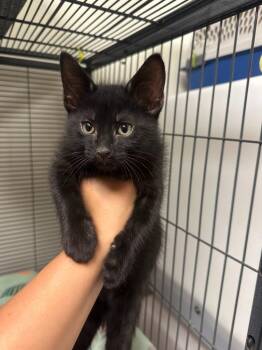 Scorpion -  Domestic Short Hair Cat for Adoption in Blountville, Tennessee - Scorpion | PetCurious