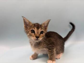 Hera -  Domestic Short Hair Cat for Adoption in Woodbury, Minnesota - Hera | PetCurious